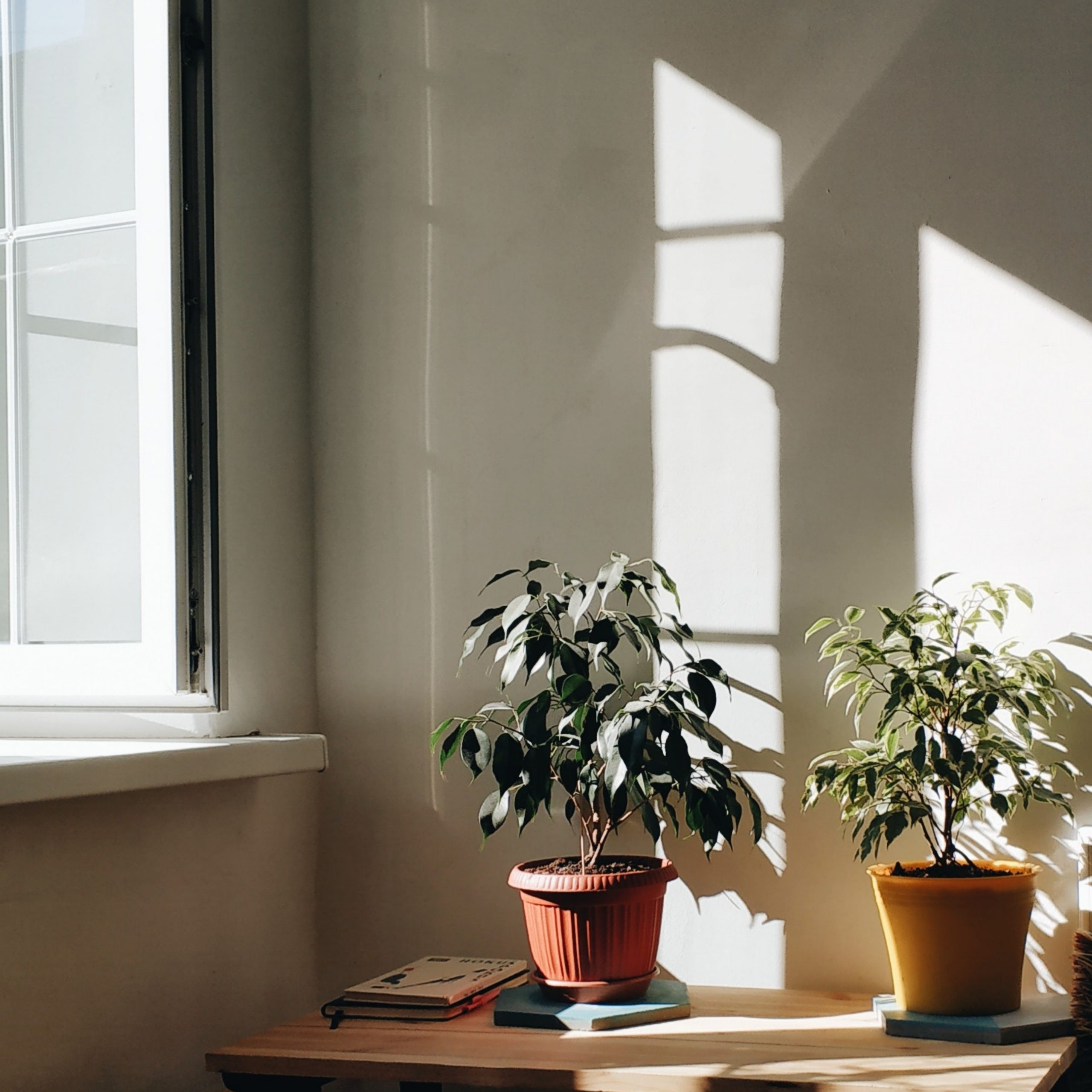 Plants & Planters